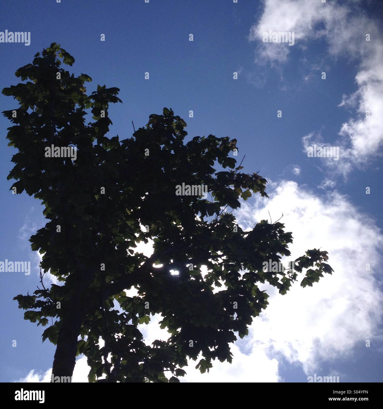 A tree silhouetted against a blue sky with white clouds Stock Photo - Alamy