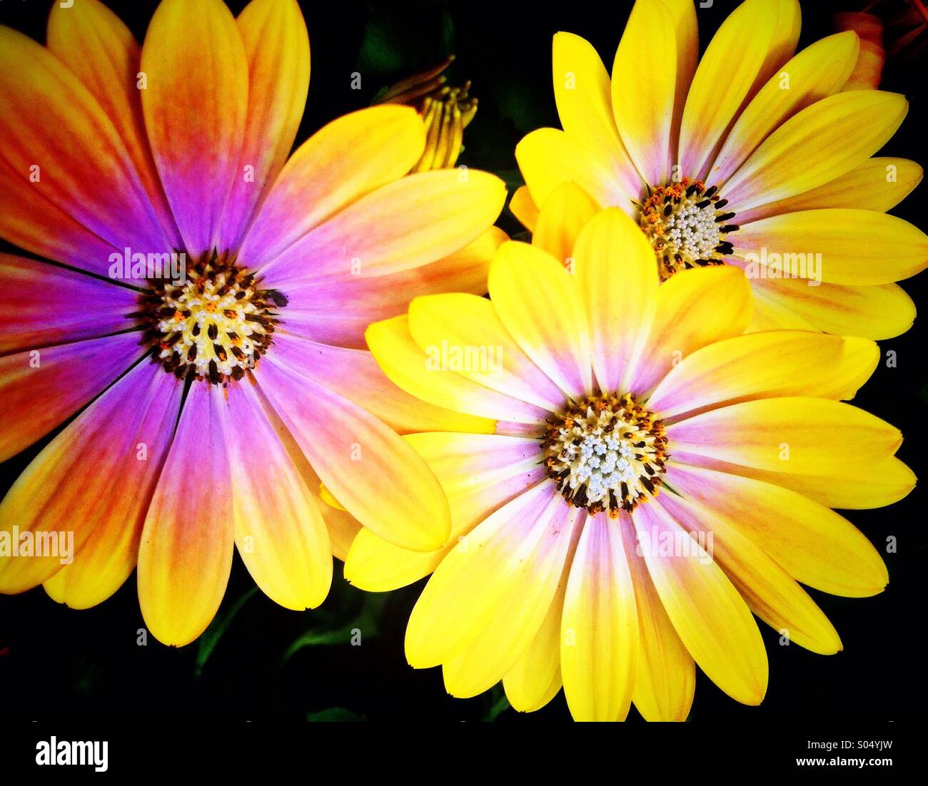 Yellow pink daisy flowers Stock Photo
