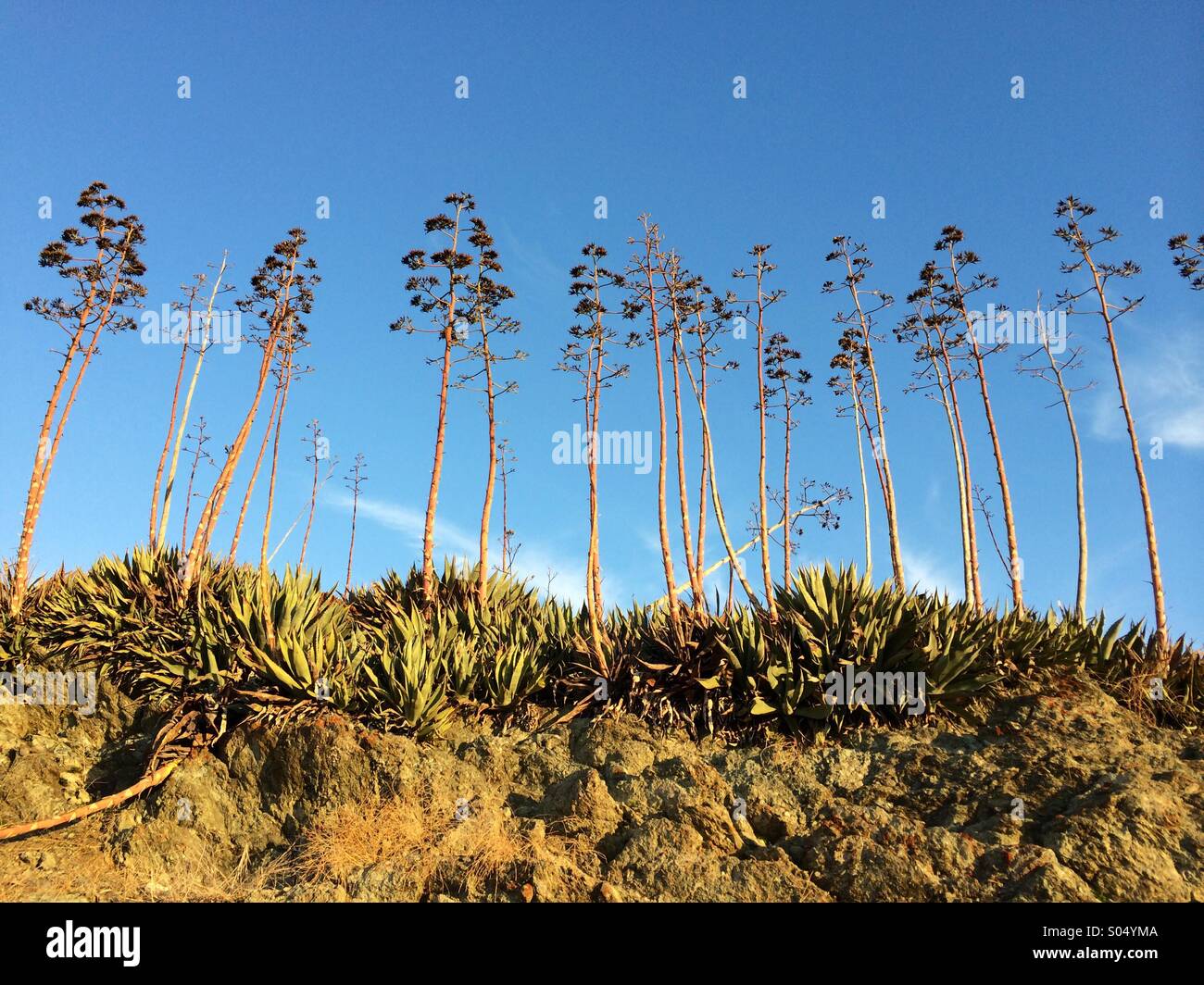 Reach out to the sky hi-res stock photography and images - Alamy
