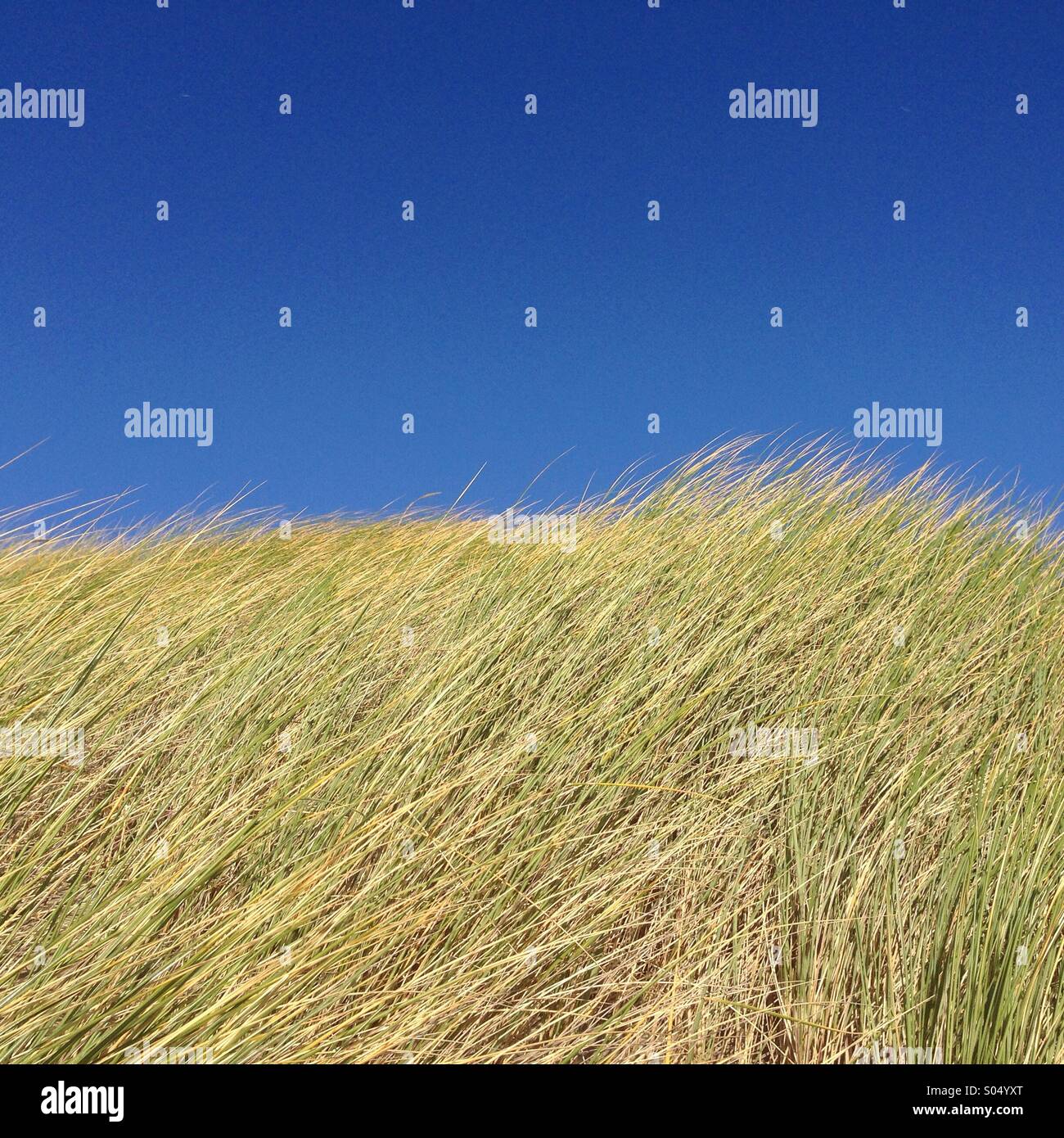 Dune grass sky Stock Photo Alamy