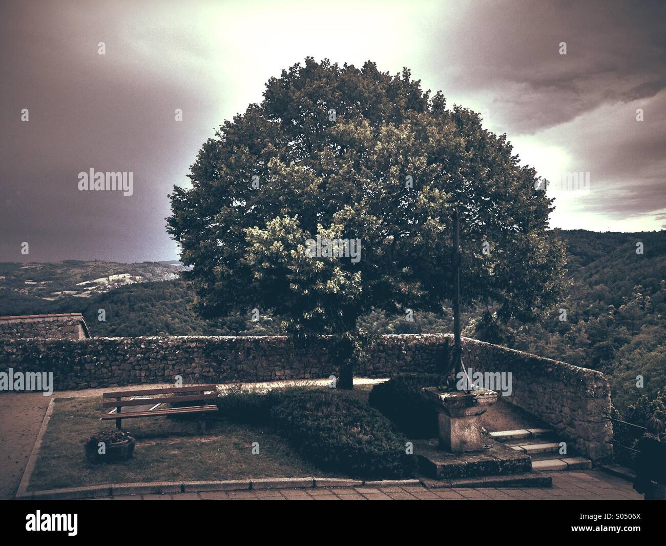 Inspiring tree,Loire,France - Smartphone Captured Stock Image