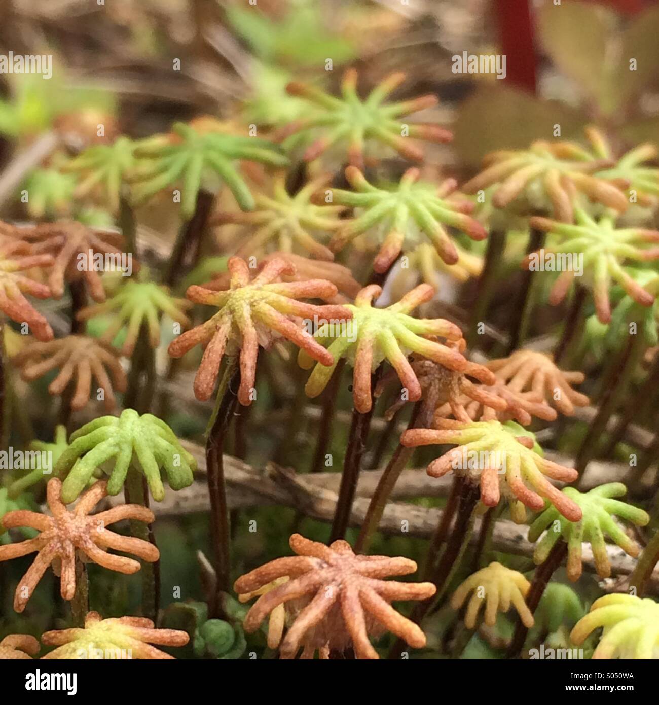 Moss growing in hanging basket Stock Photo Alamy