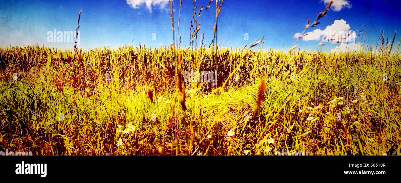 Panorama of wheat field Stock Photo - Alamy