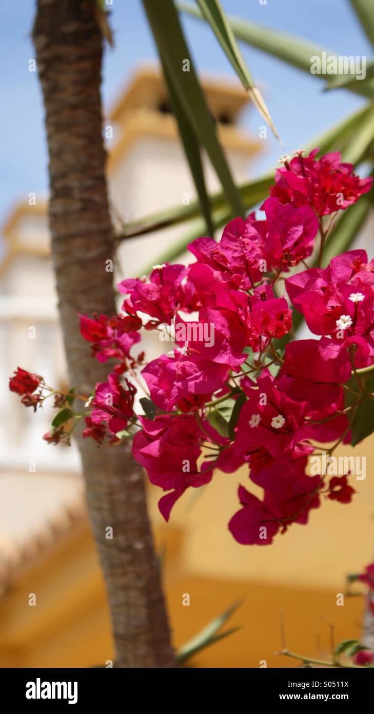 Spanish flower Stock Photo