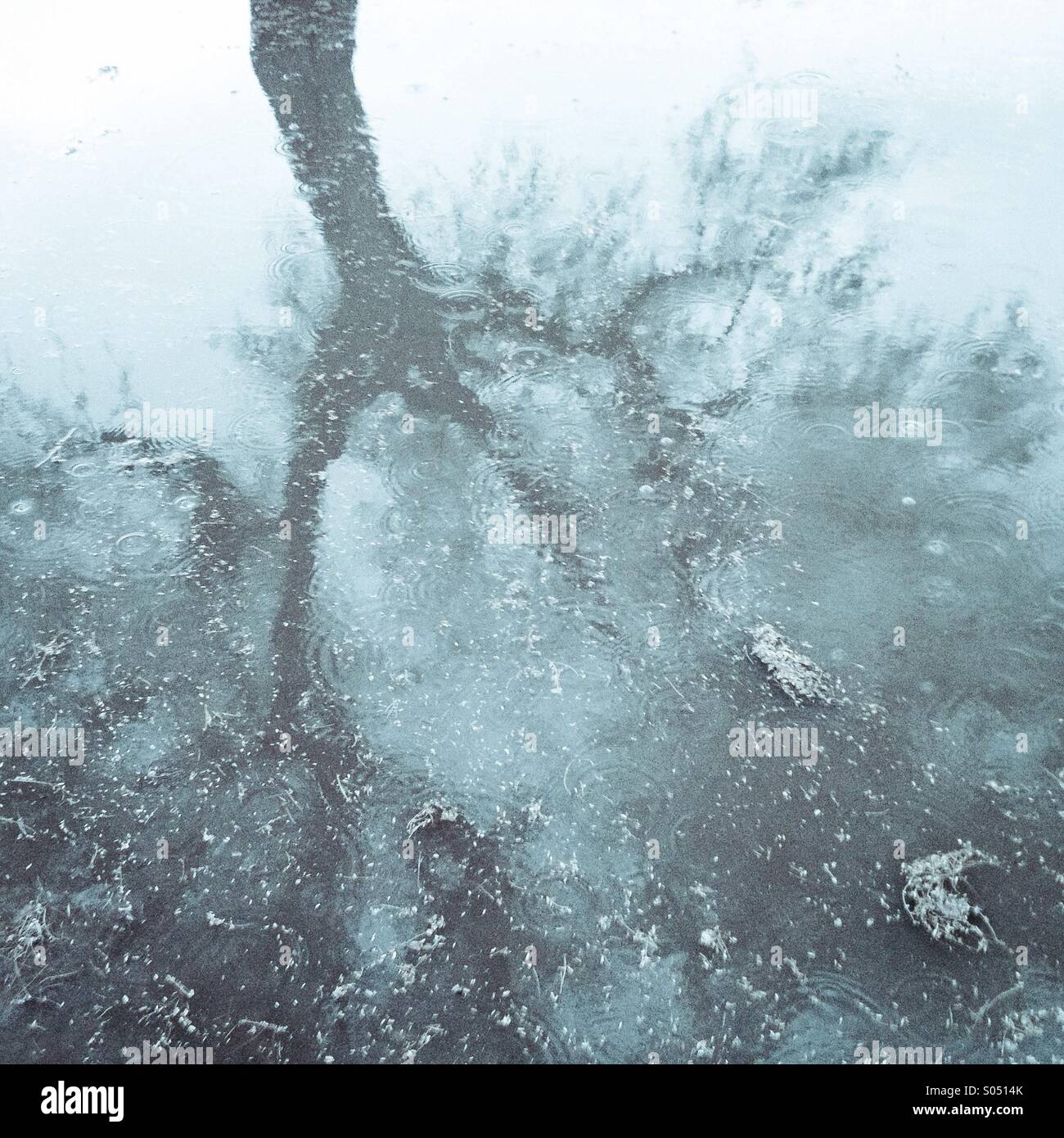 Raindrops in a puddle by a tree. - Smartphone Captured Stock Image