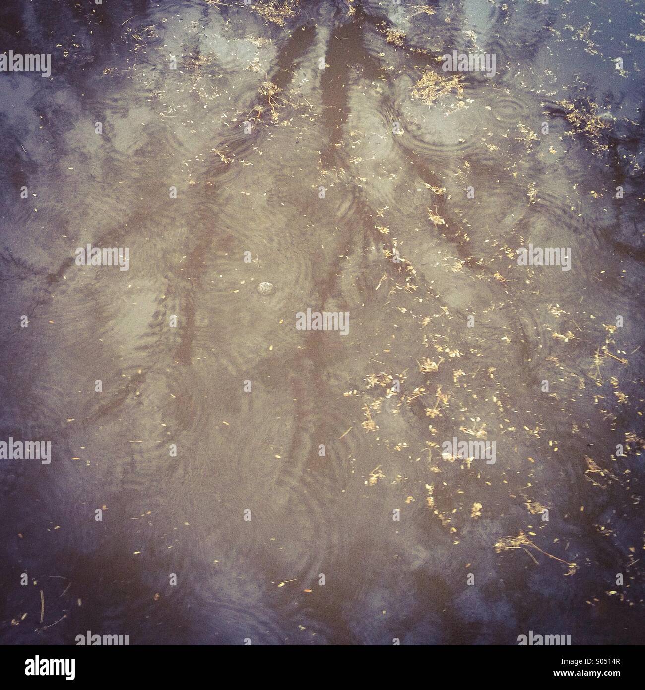 Raindrops in a puddle by a tree. - Smartphone Captured Stock Image