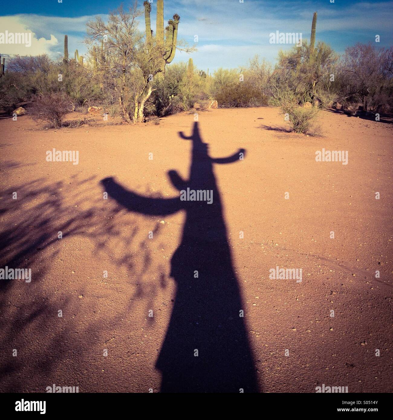 Shadow of a saguaro cactus. - Smartphone Captured Stock Image