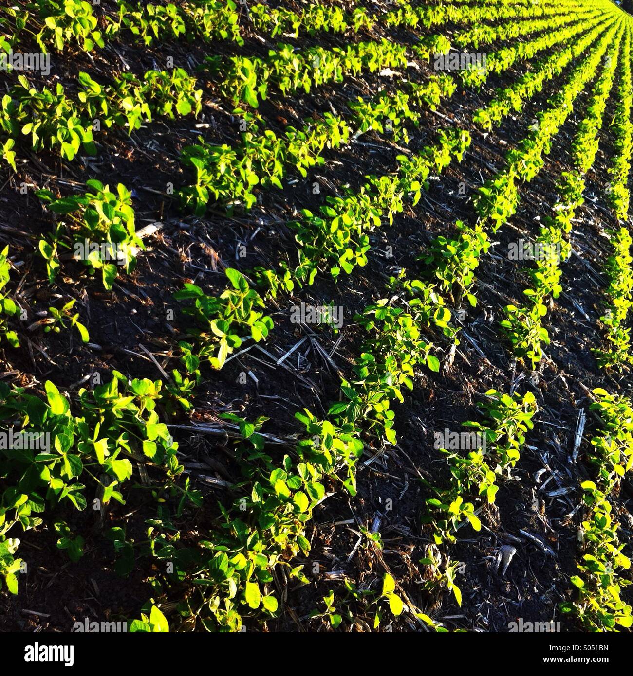 Lines of crop on the farm field joining in the perspective point in the top right corner 2014. - Smartphone Captured Stock Image
