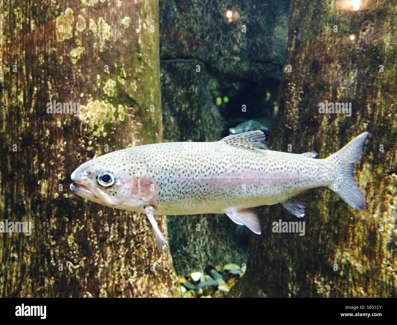 Trout swimming underwater stockimo hires stock photography and images