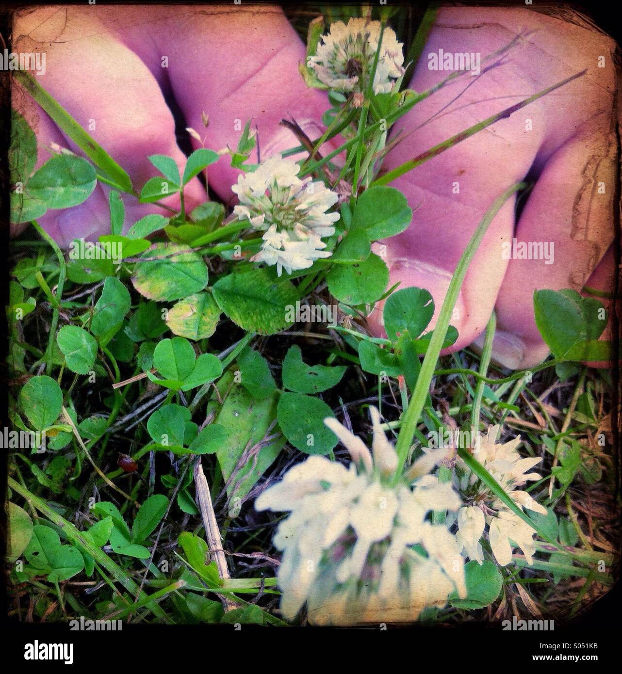 Toes on summer lawn with clovers Stock Photo