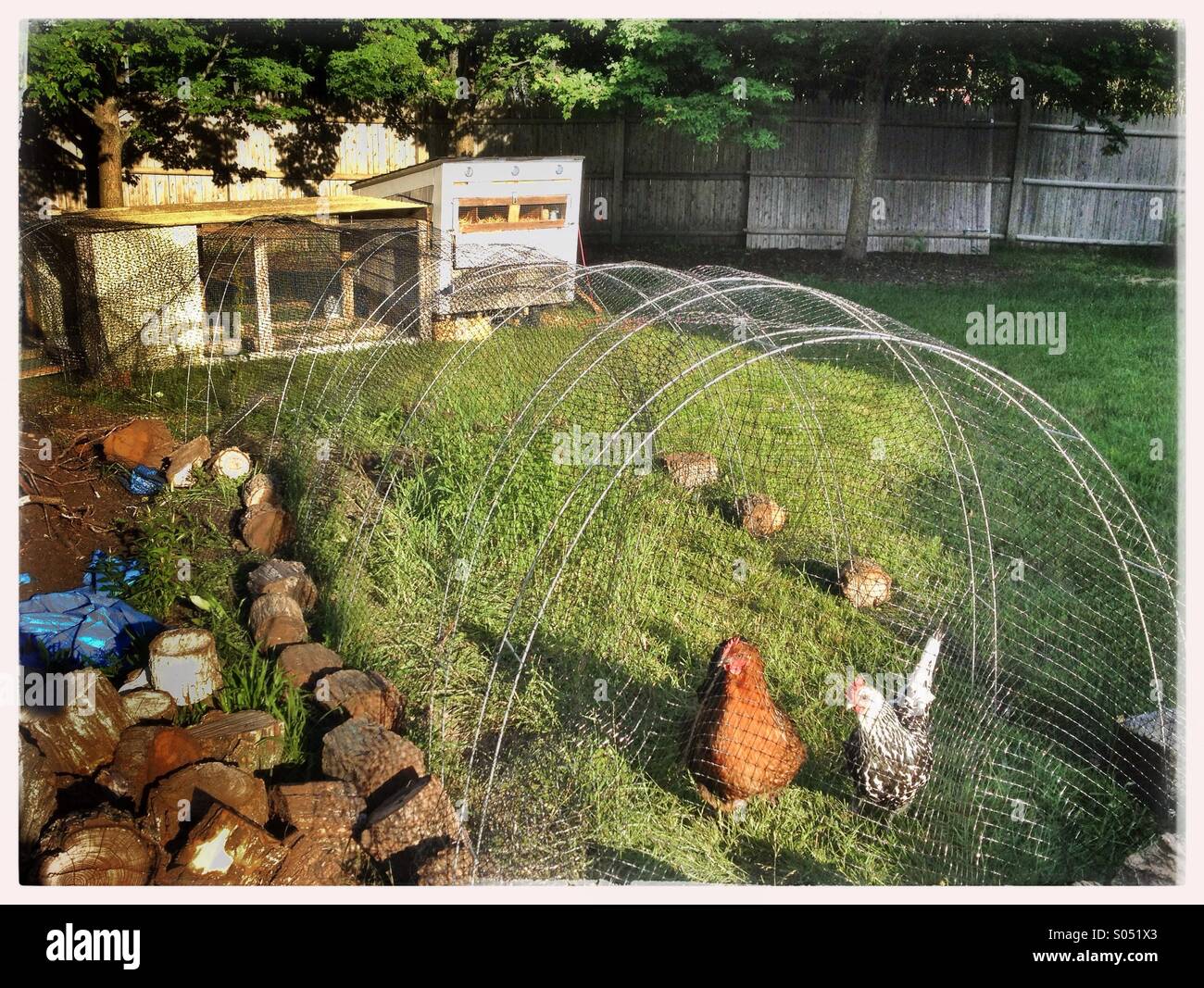 Two chickens in backyard chicken coop Stock Photo Alamy