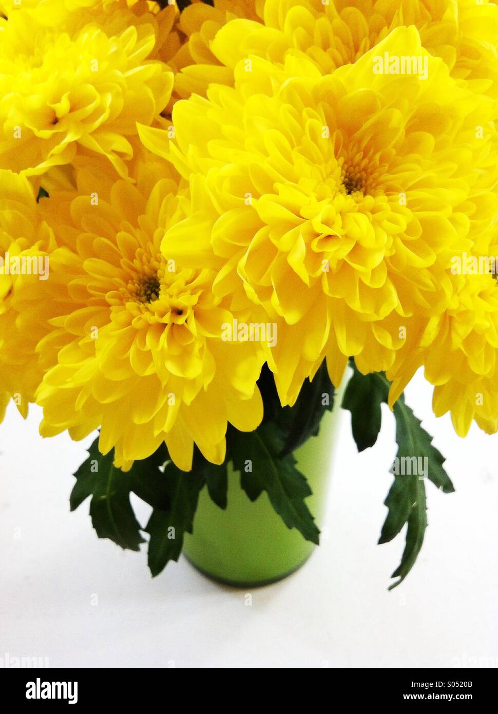 Yellow chrysanthemum flowers Stock Photo