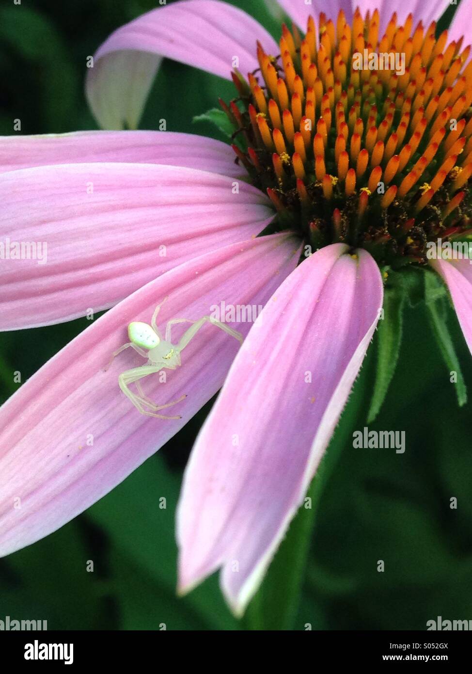 White spider on cone flower. - Smartphone Captured Stock Image