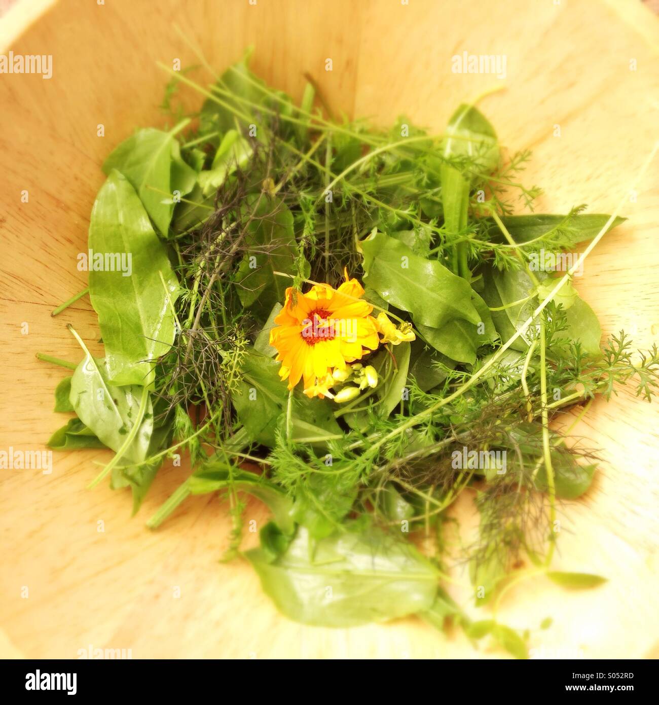 Wild salad with edible flowers Stock Photo