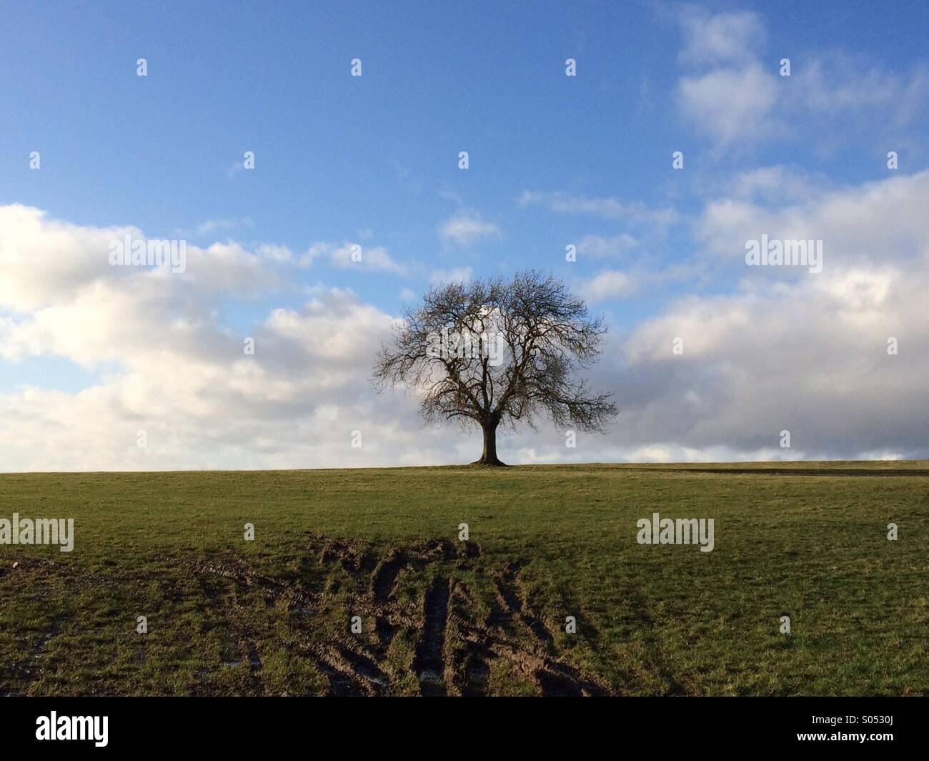 Alone tree branch hi-res stock photography and images - Alamy