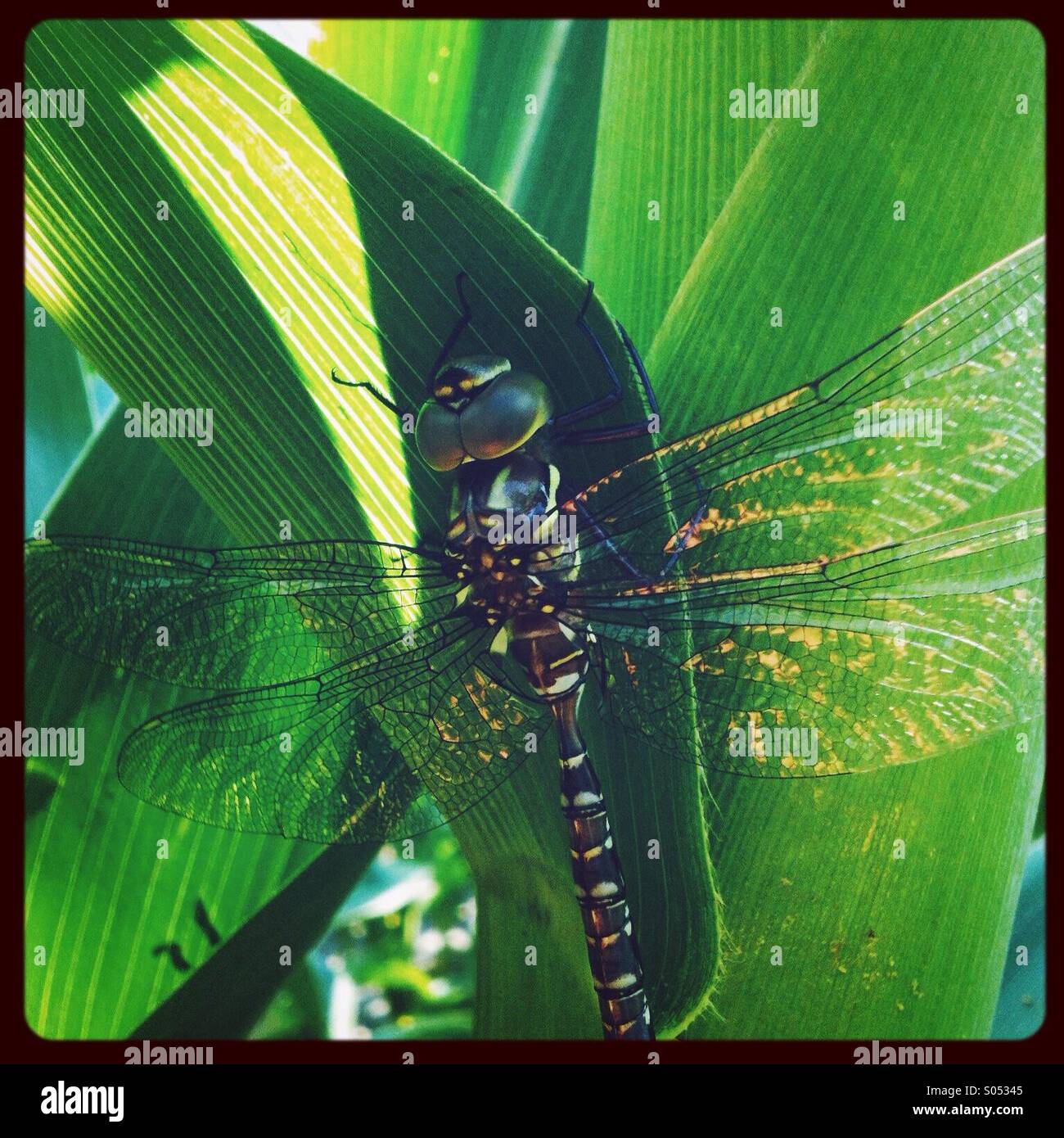 Dragonfly resting under a corn leaf Stock Photo