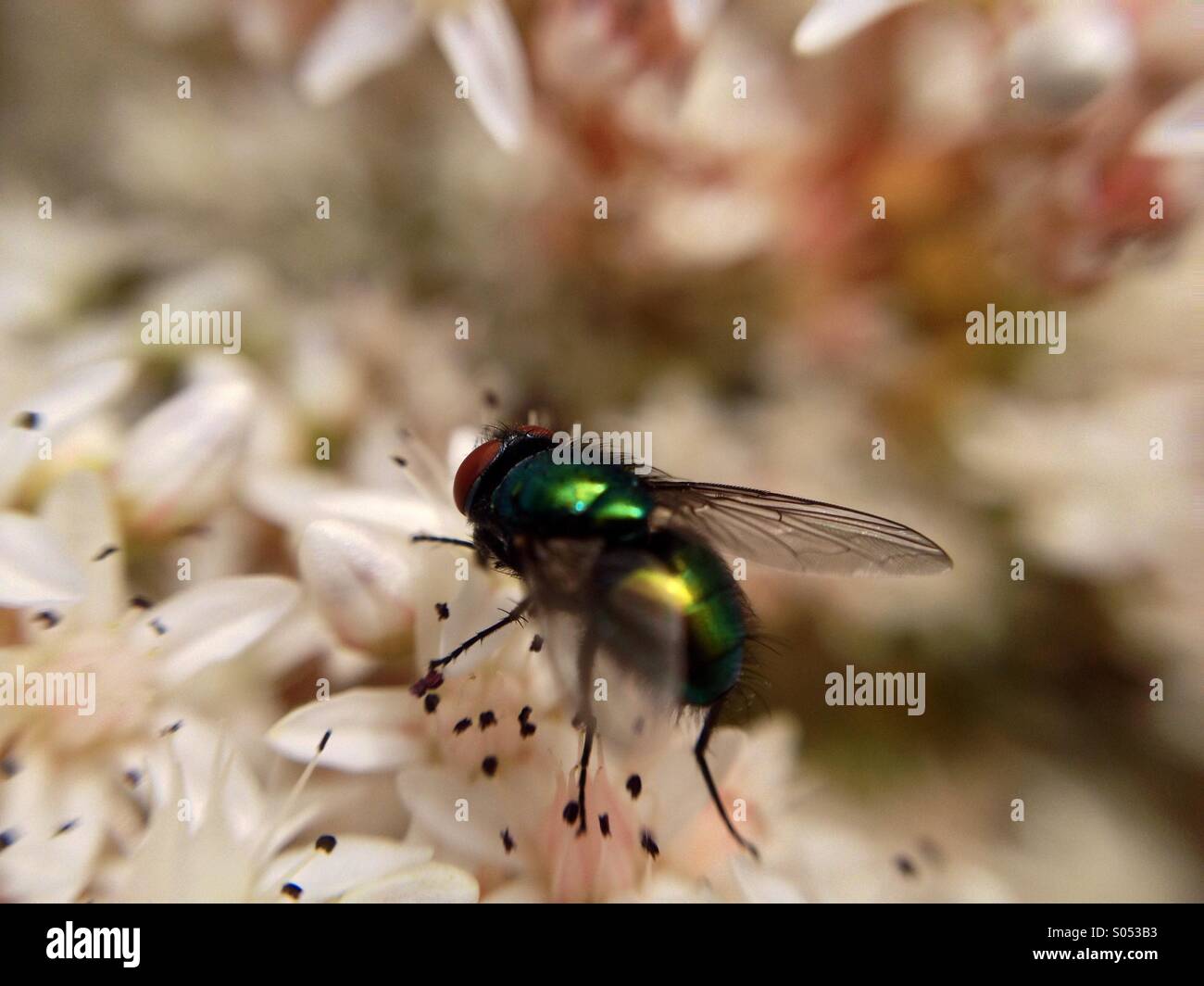 Fly on stone crop flower - Smartphone Captured Stock Image