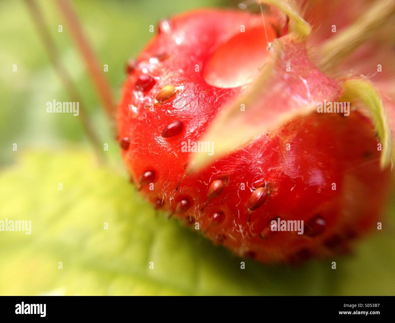 Macro of a strawberry Stock Photo - Alamy