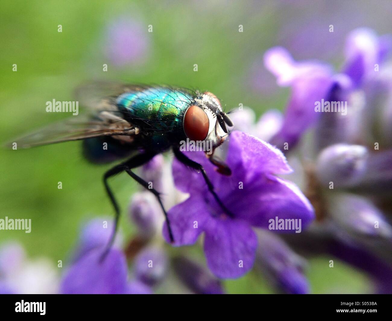 Macro of fly on lavender - Smartphone Captured Stock Image