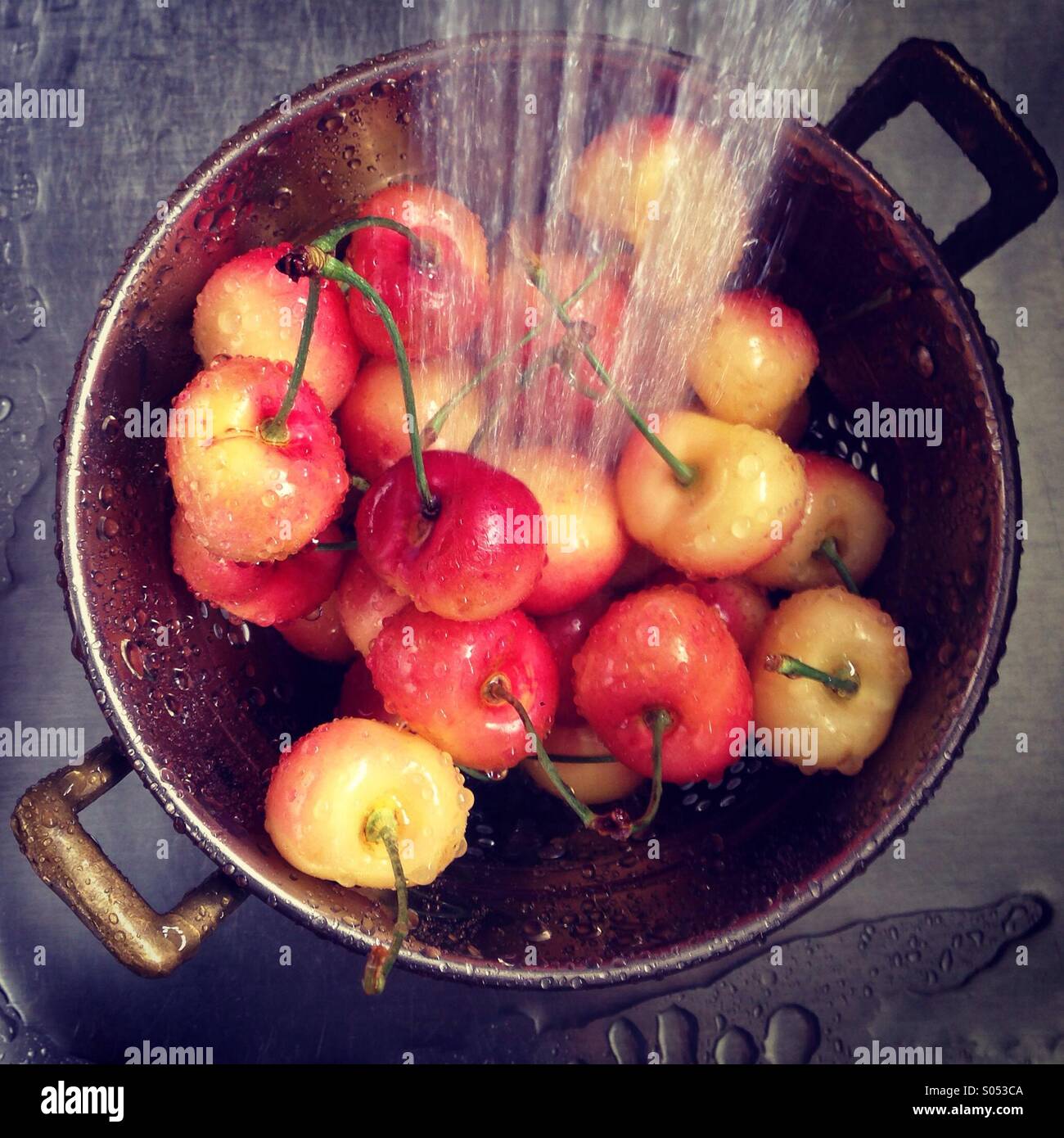 Washing Rainier cherries in kitchen sink. Stock Photo