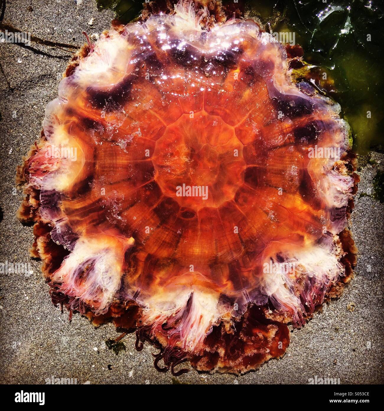 Lion's Mane Jellyfish, washed up on beach, Puget Sound, Seattle, Washington - Smartphone Captured Stock Image