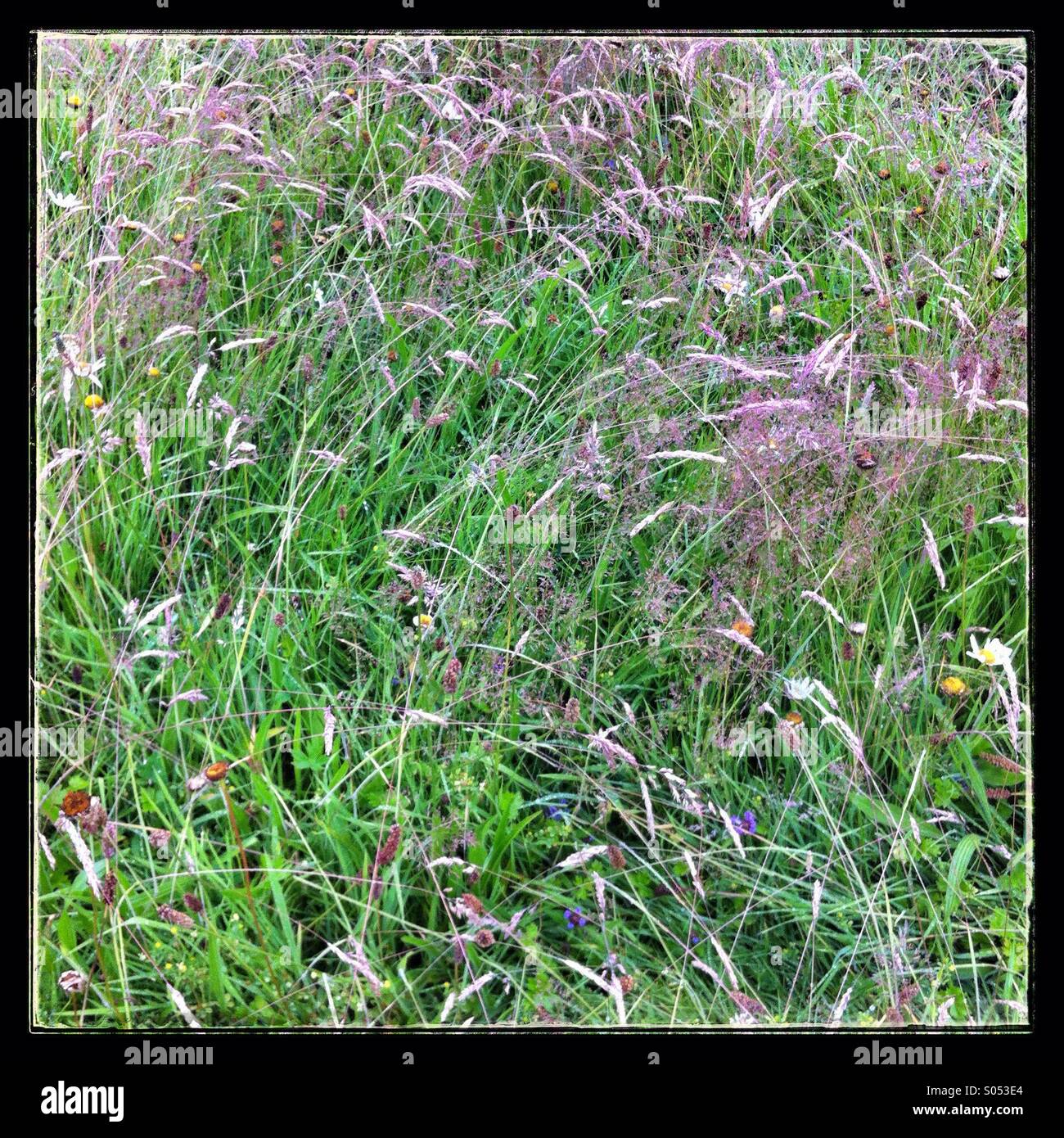 Lush green meadow grasses, Hampshire, England, United Kingdom. - Smartphone Captured Stock Image