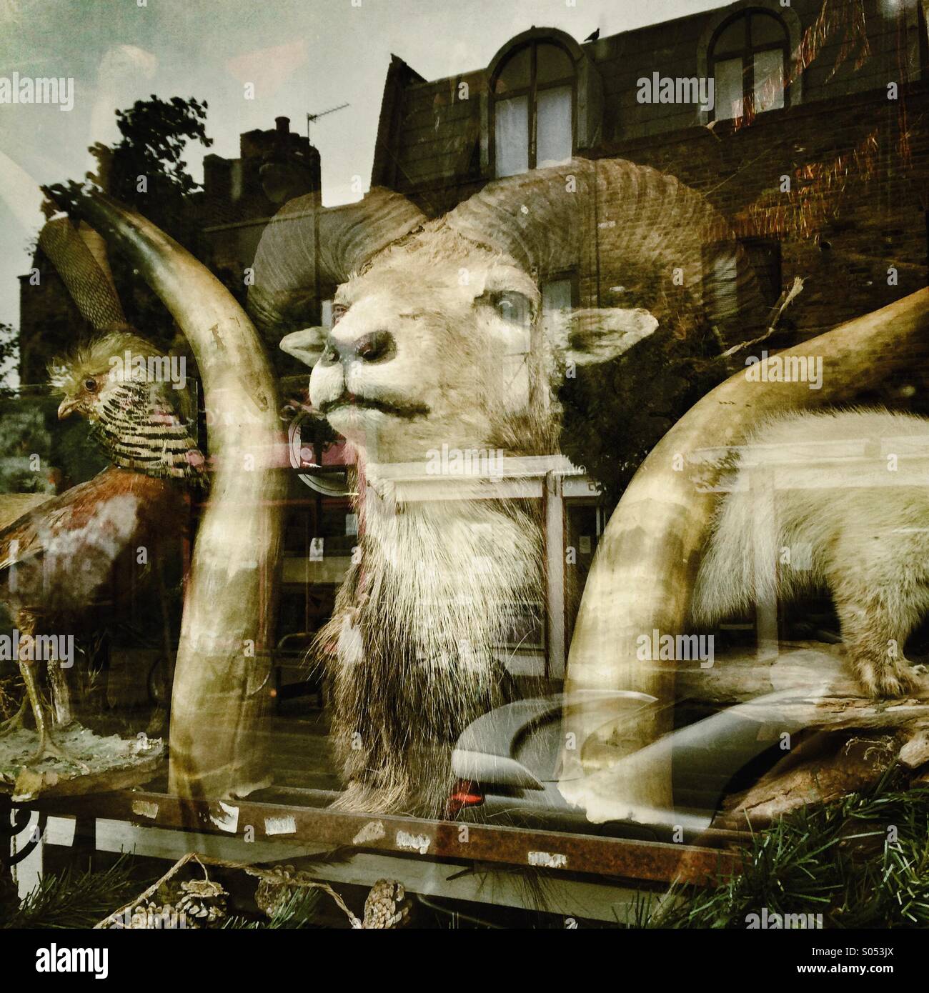 A junk shop window in London - Smartphone Captured Stock Image