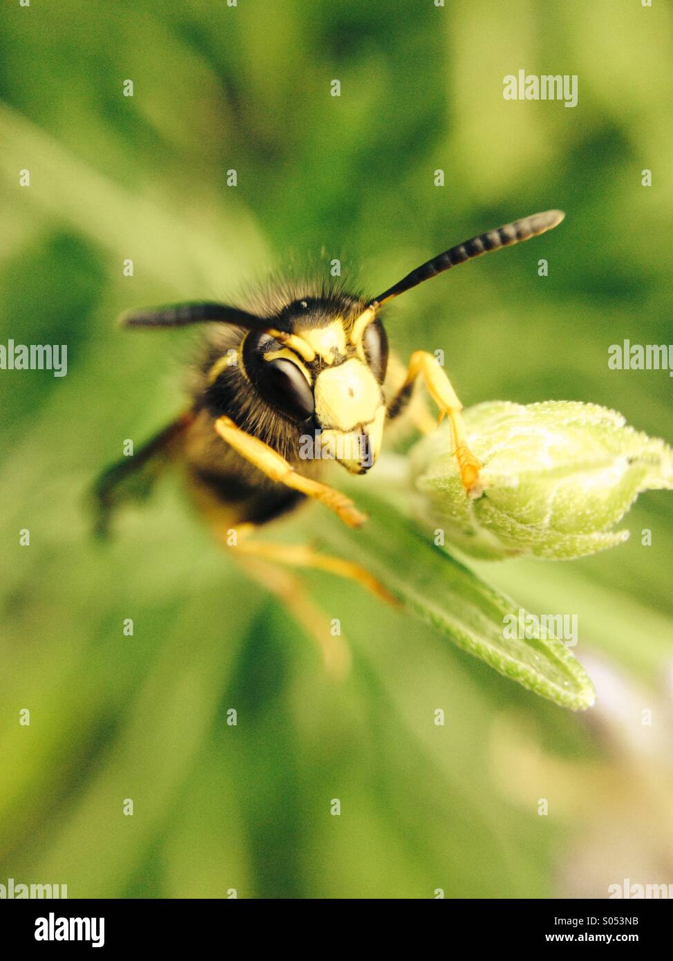 Close up of wasp on a plant Stock Photo