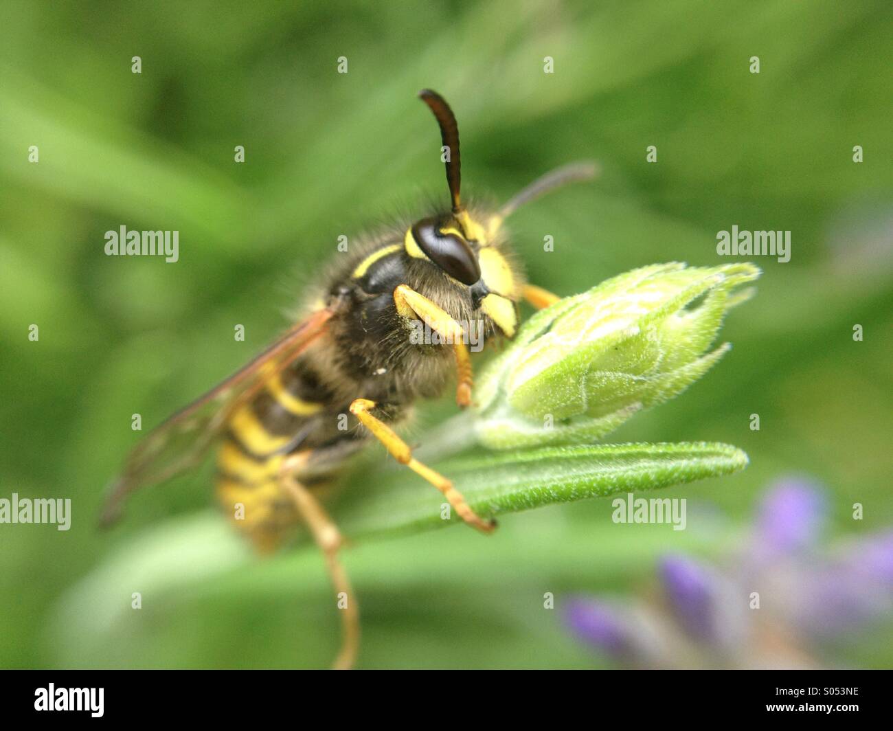 Close-up of a wasp on a plant Stock Photo
