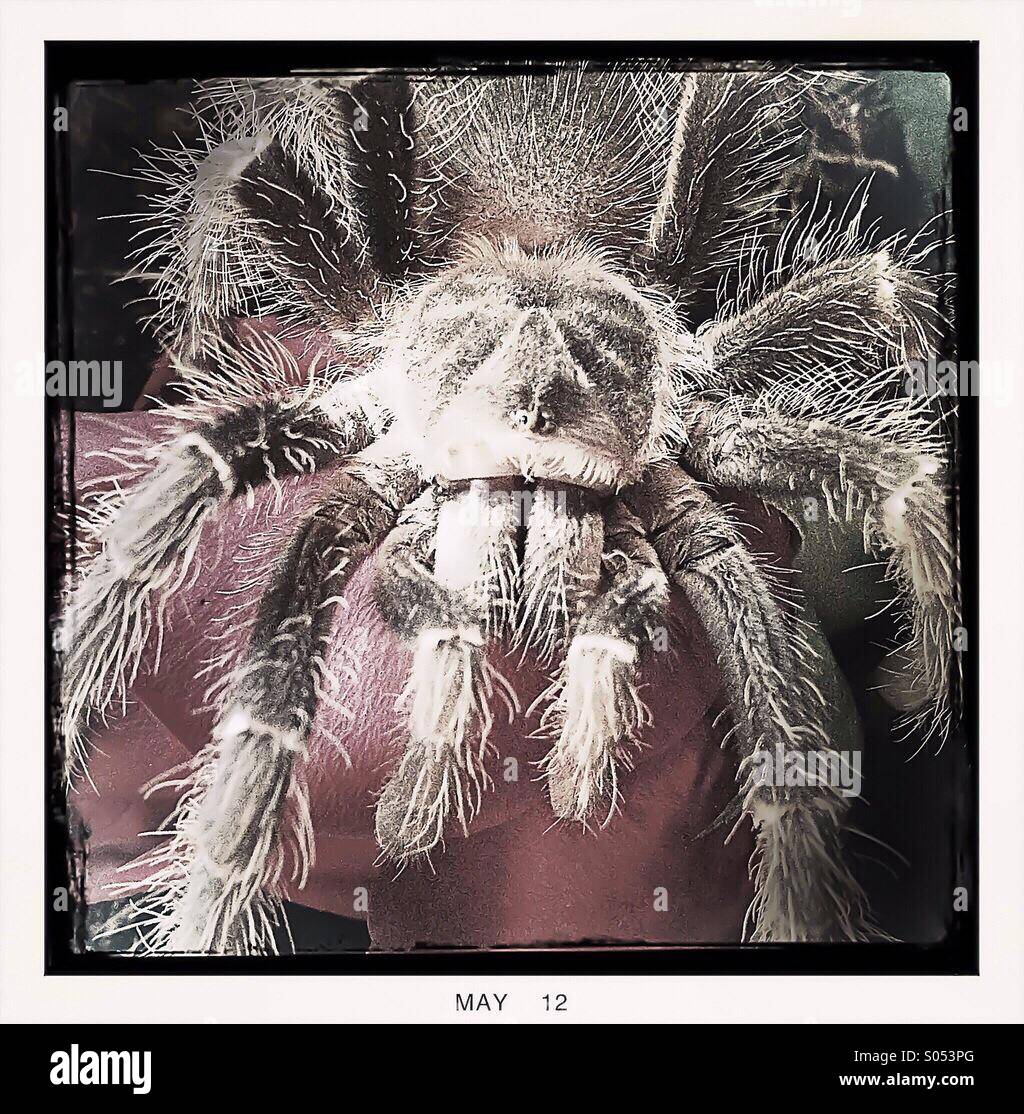 Macro hipstamatic image of rose hair tarantula Stock Photo