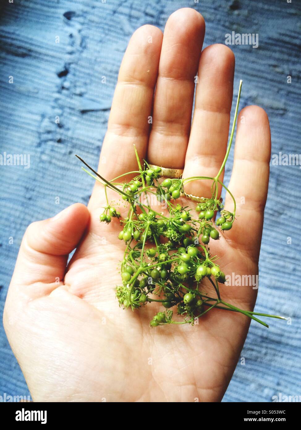 A handful of green cilantro seeds. Stock Photo