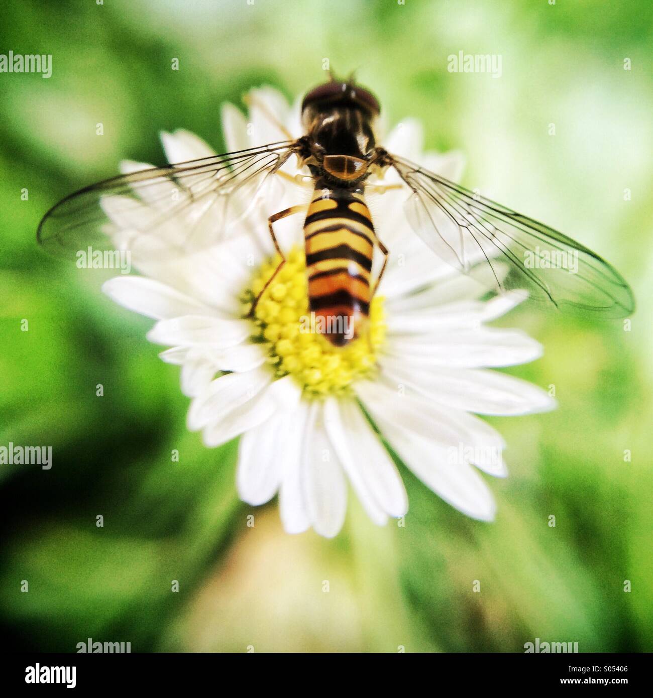 Fly on English Daisy flower - Smartphone Captured Stock Image