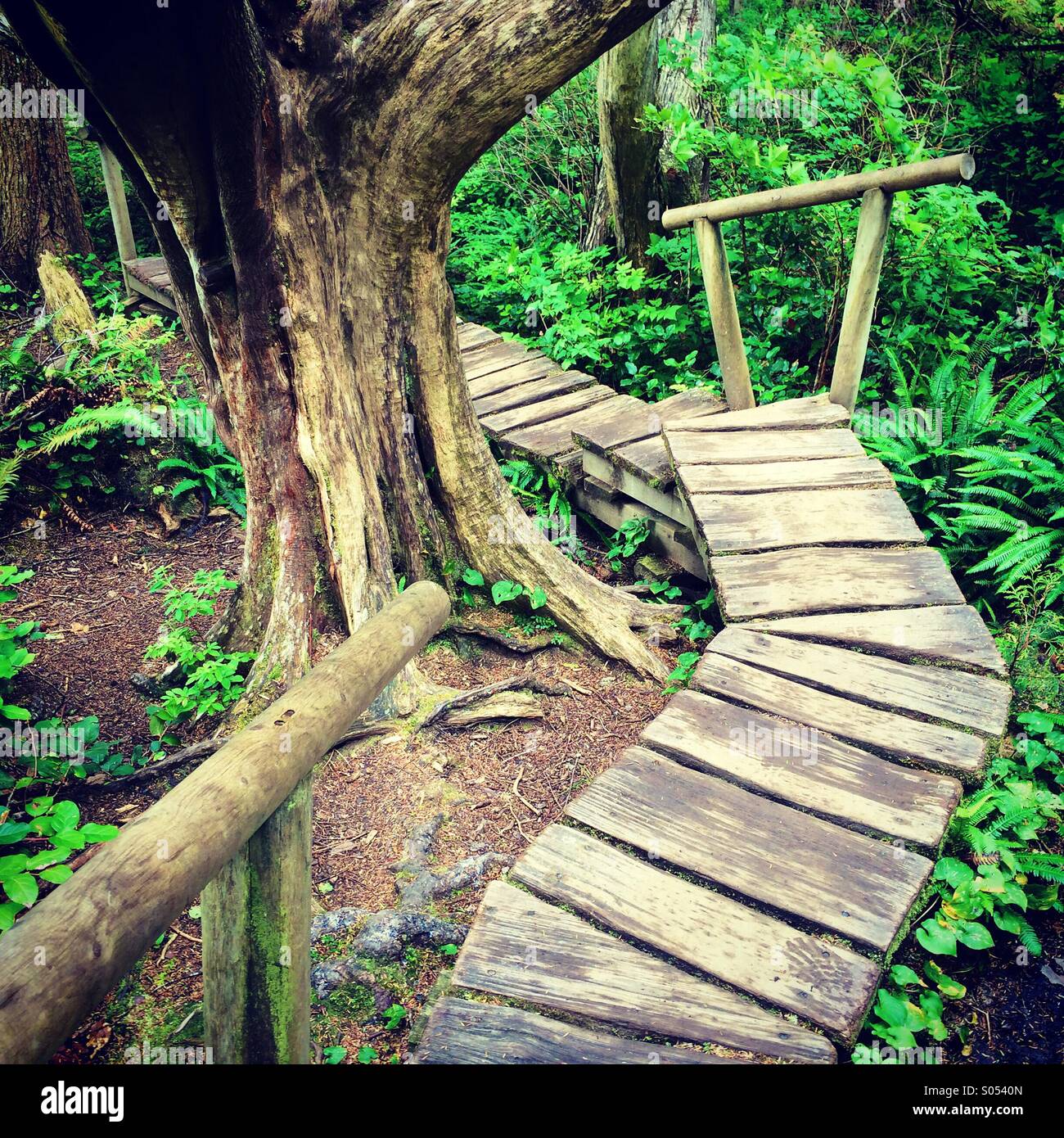 Twisting trail, Cape Flattery, NW point of continental USA. Olympic Peninsula, Washington. - Smartphone Captured Stock Image