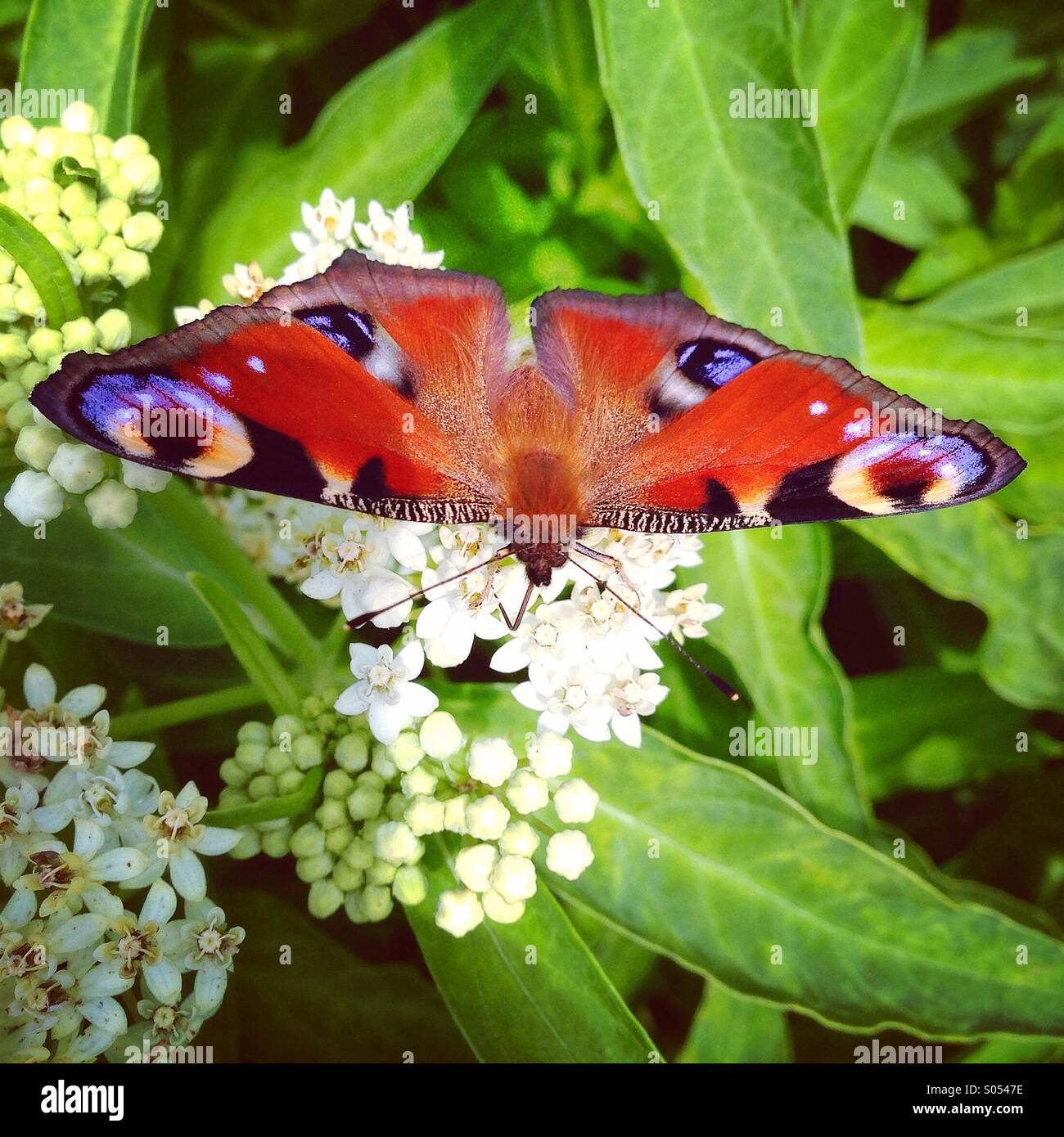 Peacock butterfly on flower Stock Photo