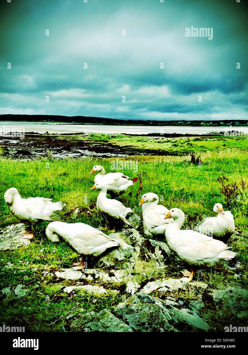 Gaggle of geese#1 - Smartphone Captured Stock Image