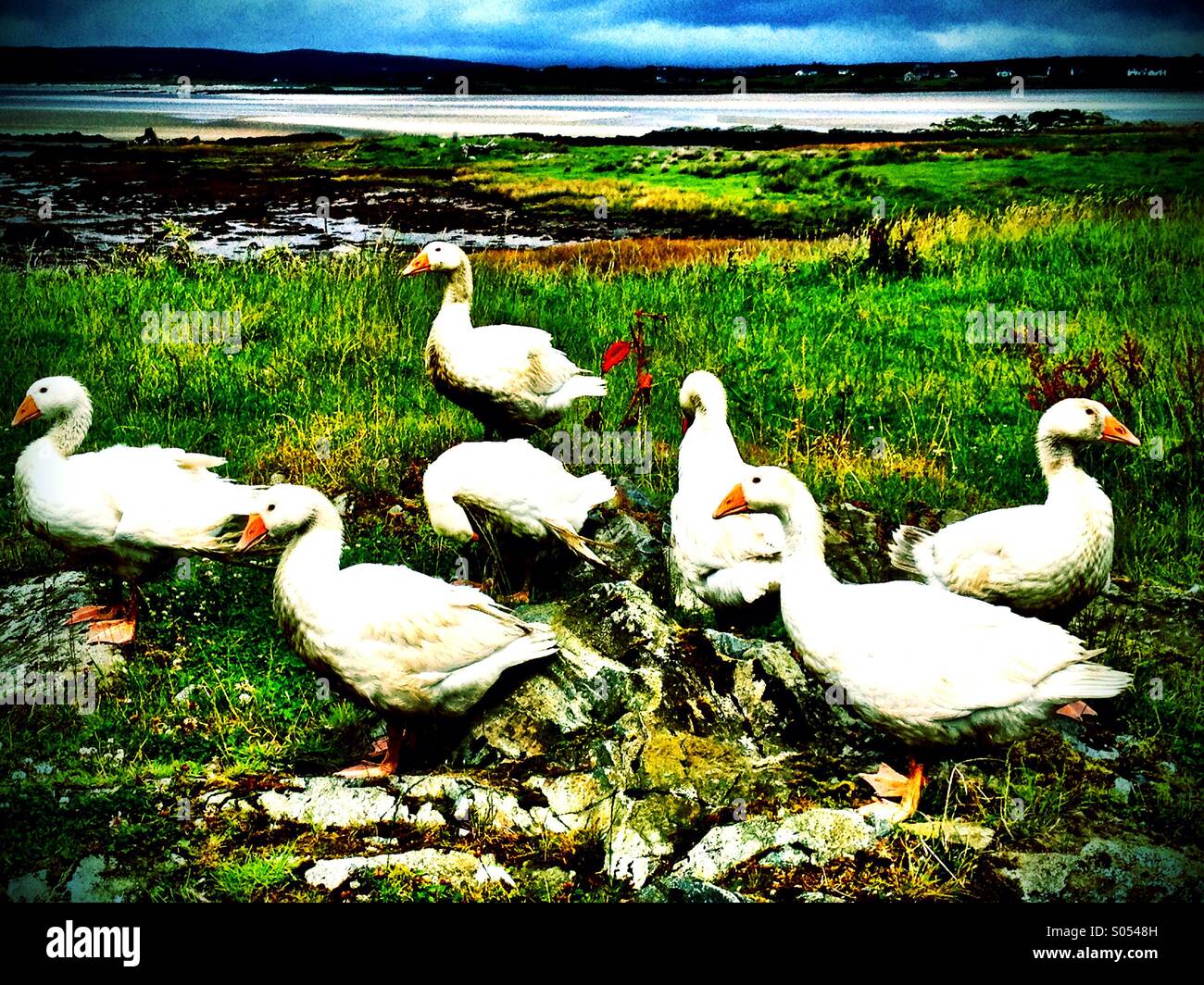Gaggle of geese#2 - Smartphone Captured Stock Image