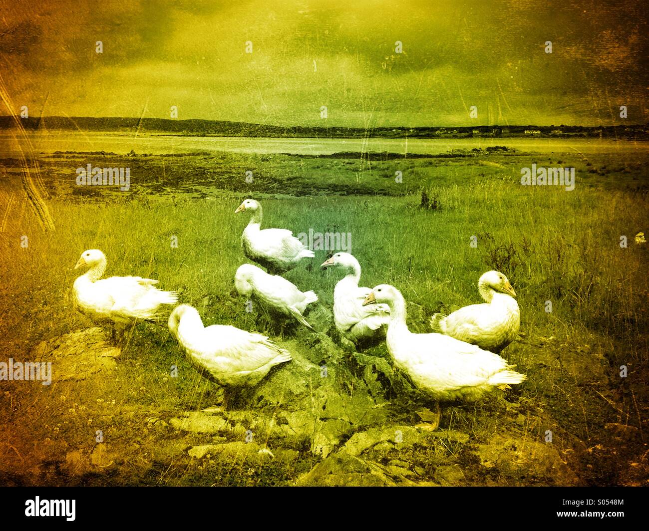 Gaggle of geese#3 - Smartphone Captured Stock Image