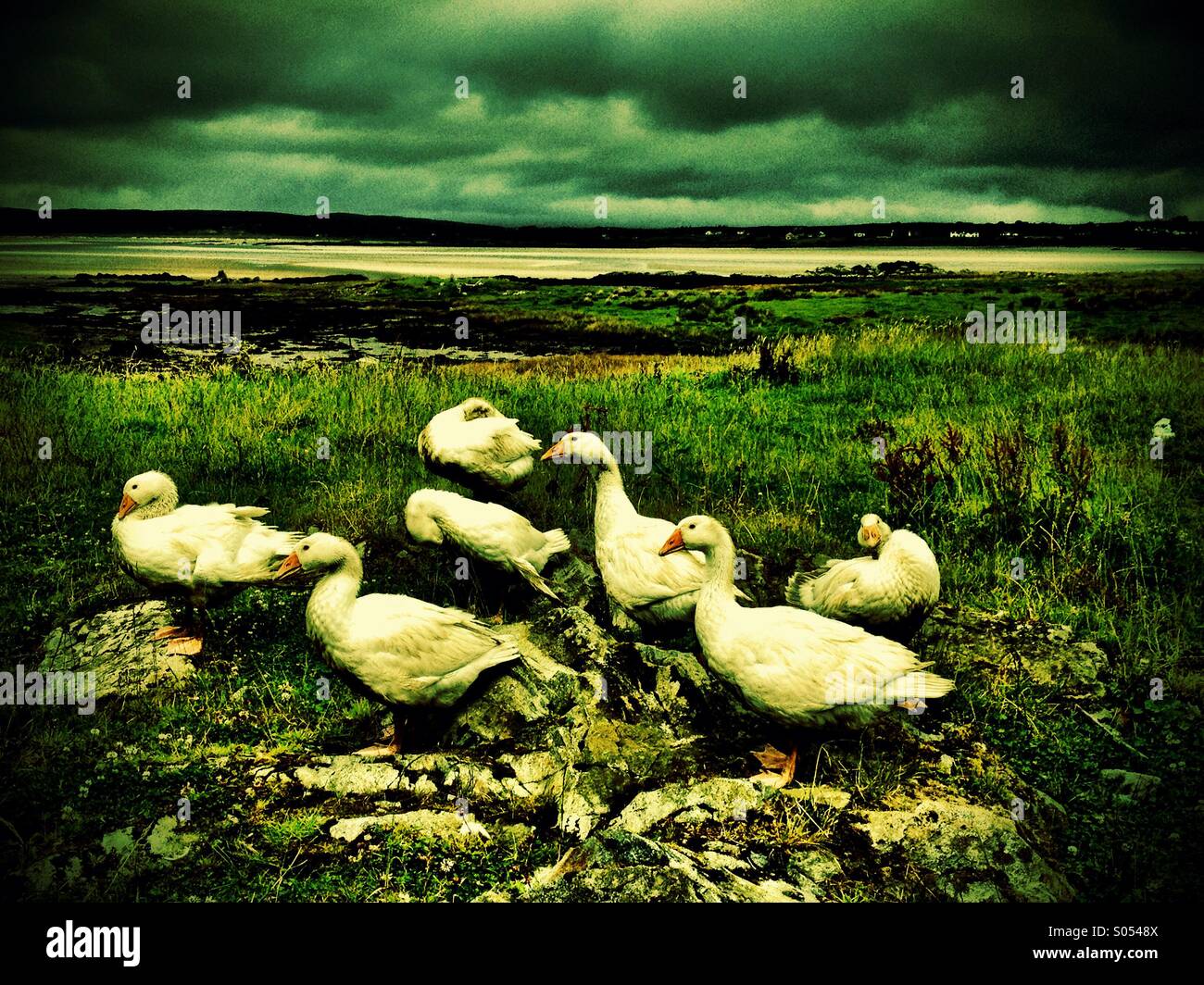 Gaggle of geese#4 - Smartphone Captured Stock Image