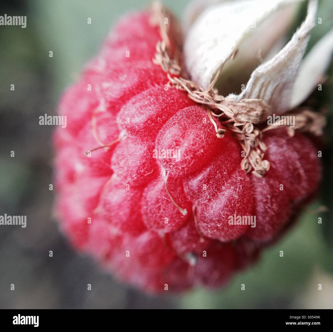 Close up of a raspberry. - Smartphone Captured Stock Image
