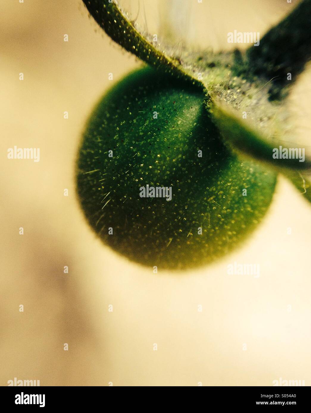 Close up of a tomato growing on a tomato plant. - Smartphone Captured Stock Image