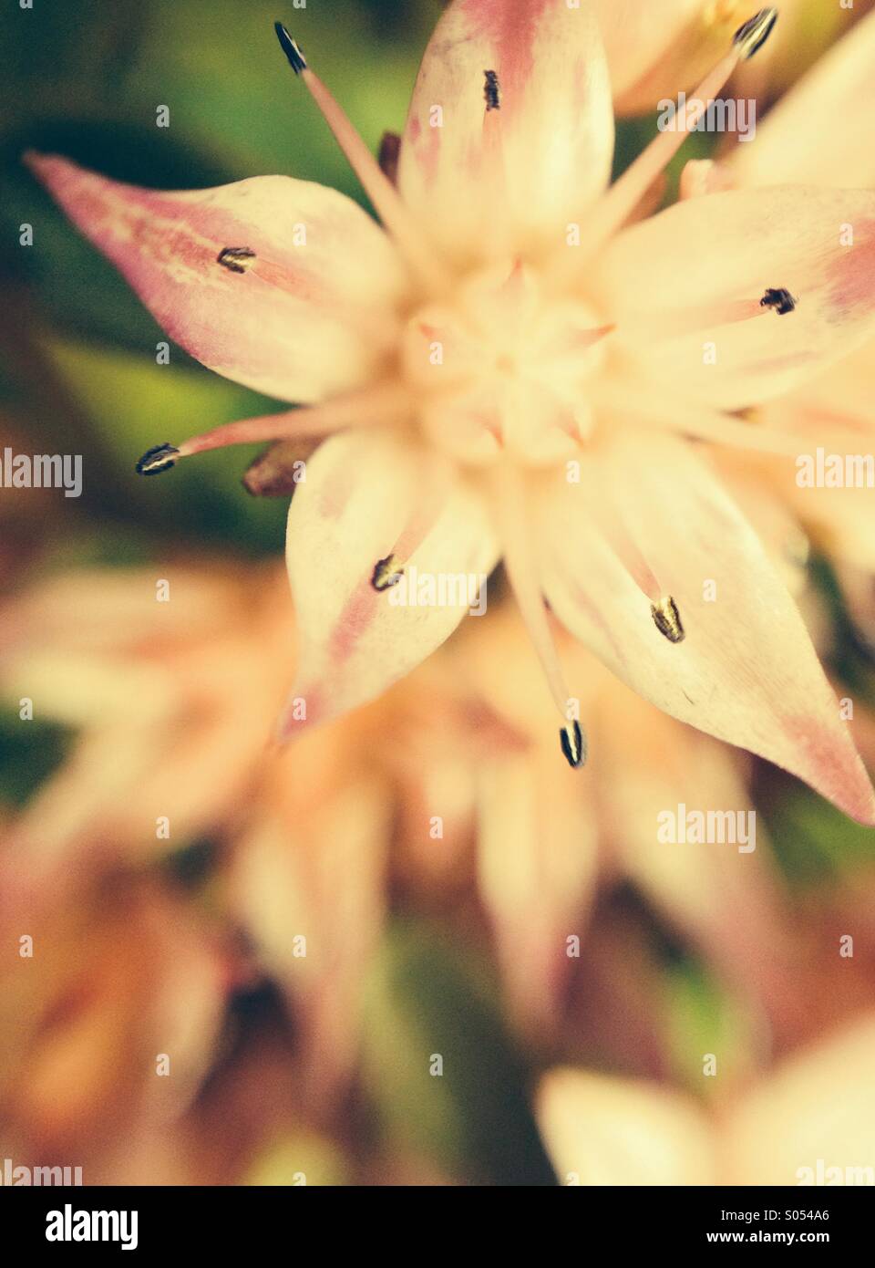 Close up of sedum spurium-schorbuser blut flower. Stock Photo