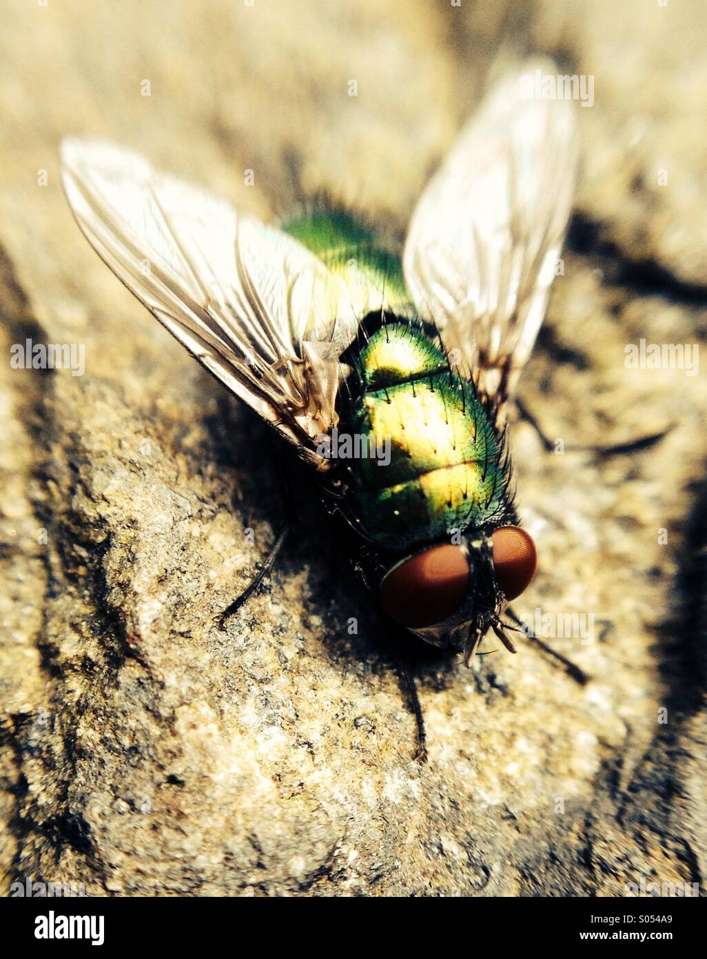 Close-up of a greenbottle fly. - Smartphone Captured Stock Image