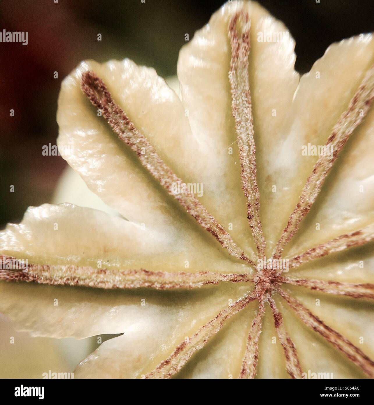 Poppy seed dispersal hires stock photography and images Alamy