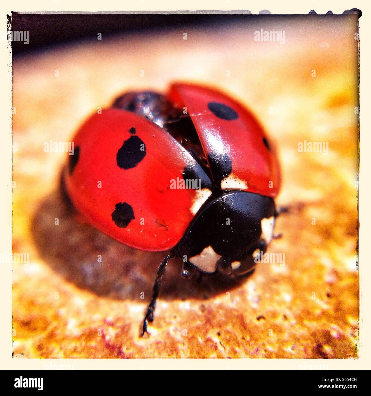Ladybird - Smartphone Captured Stock Image
