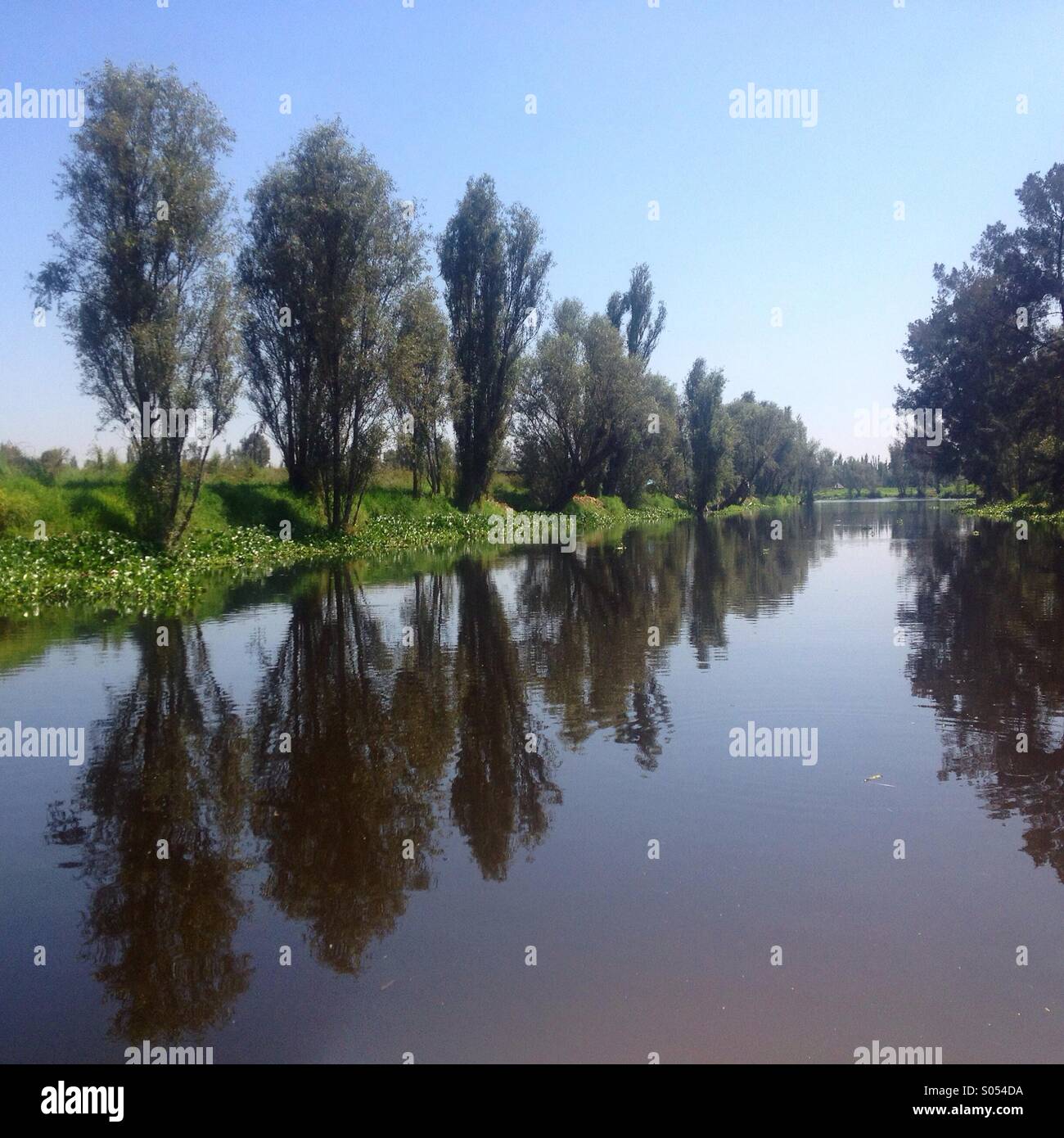 Reflection of the trees in the water of Xochimilco lake, Mexico City, Mexico Stock Photo