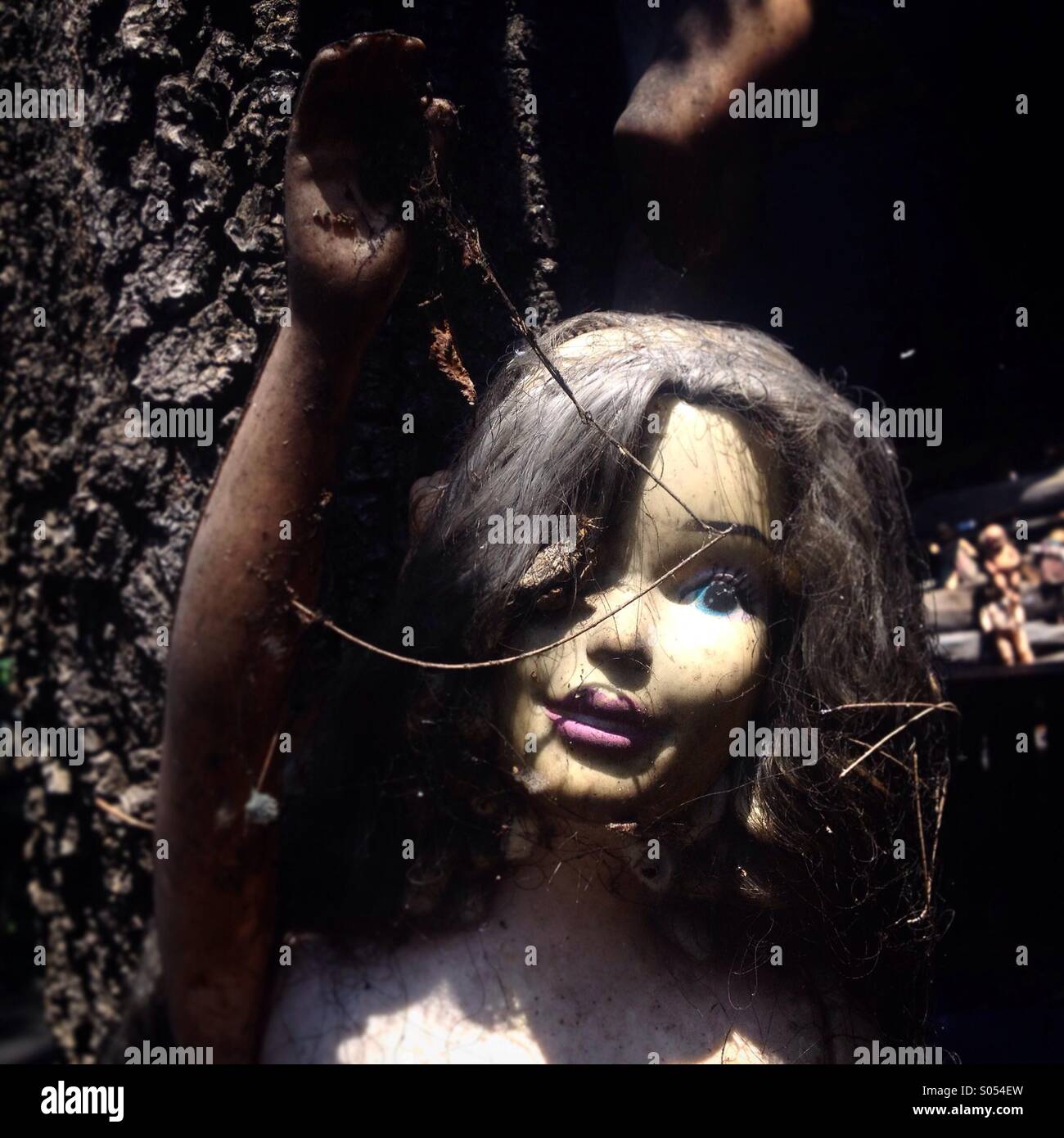 A doll hangs on a tree in the Island of the Dolls, Xochimilco, Mexico City, Mexico - Smartphone Captured Stock Image