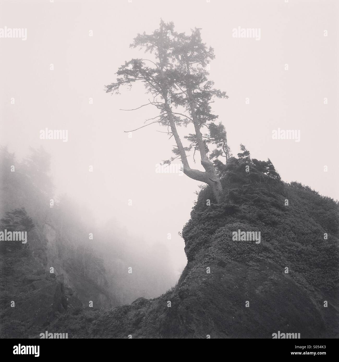 Lone tree in fog, Shi Shi beach, Olympic National Park, Olympic Peninsula, Washington - Smartphone Captured Stock Image
