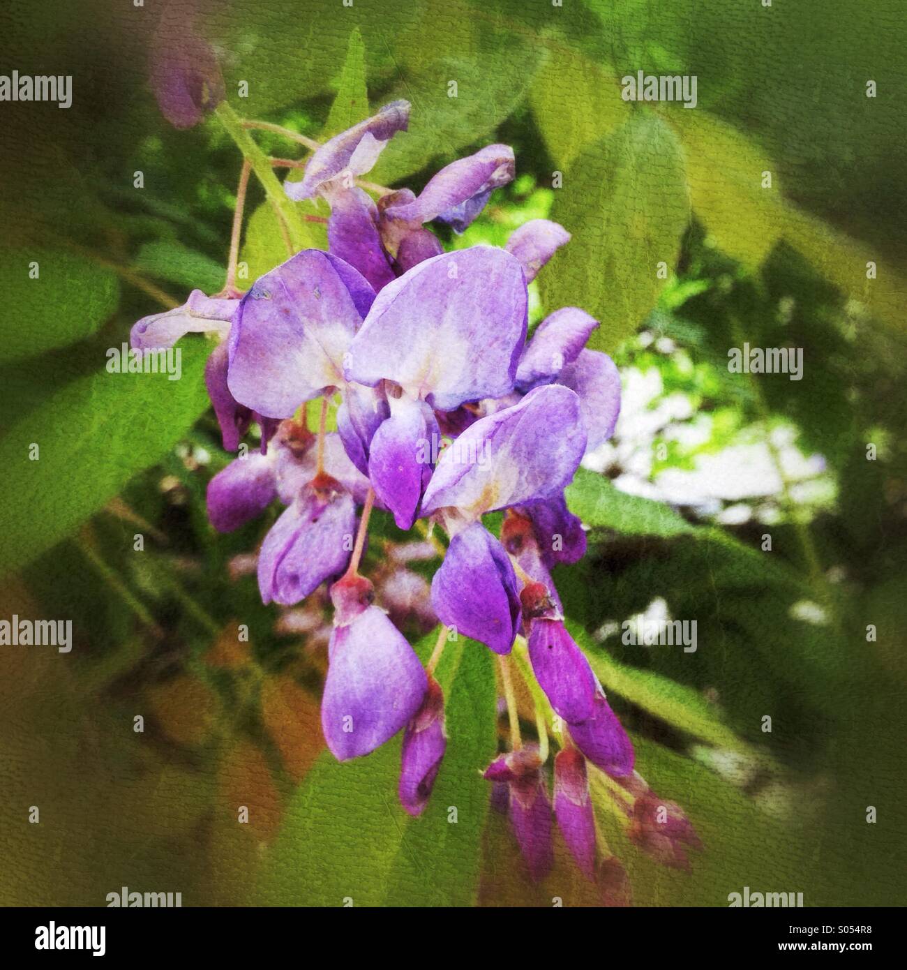 Wisteria flower hires stock photography and images Alamy