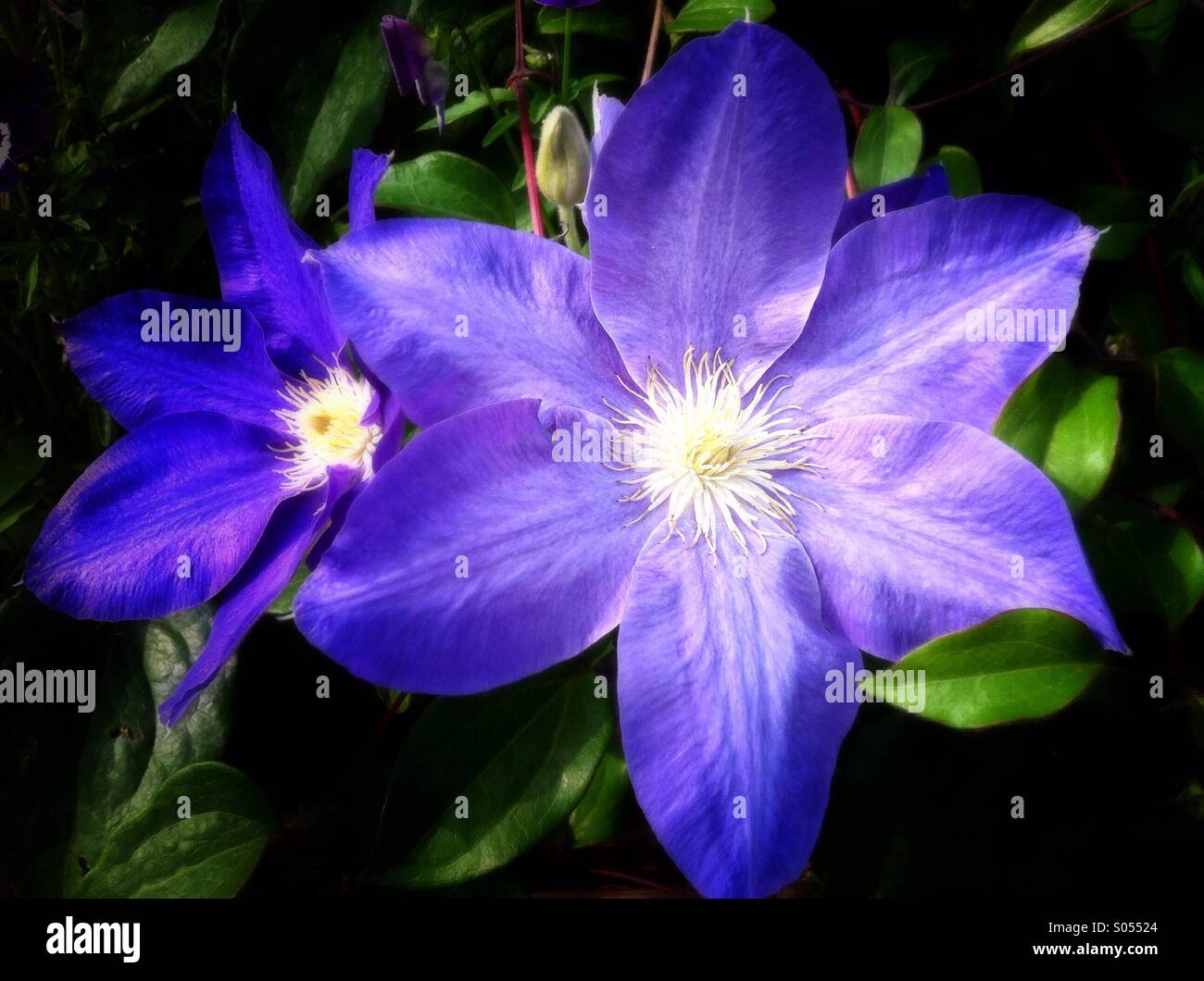 Blue clematis flowers Stock Photo
