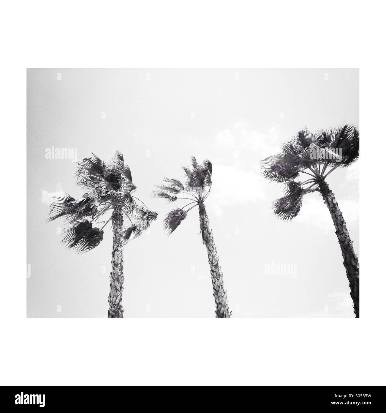 Palmera Palm Tree High Resolution Stock Photography and Images - Alamy
